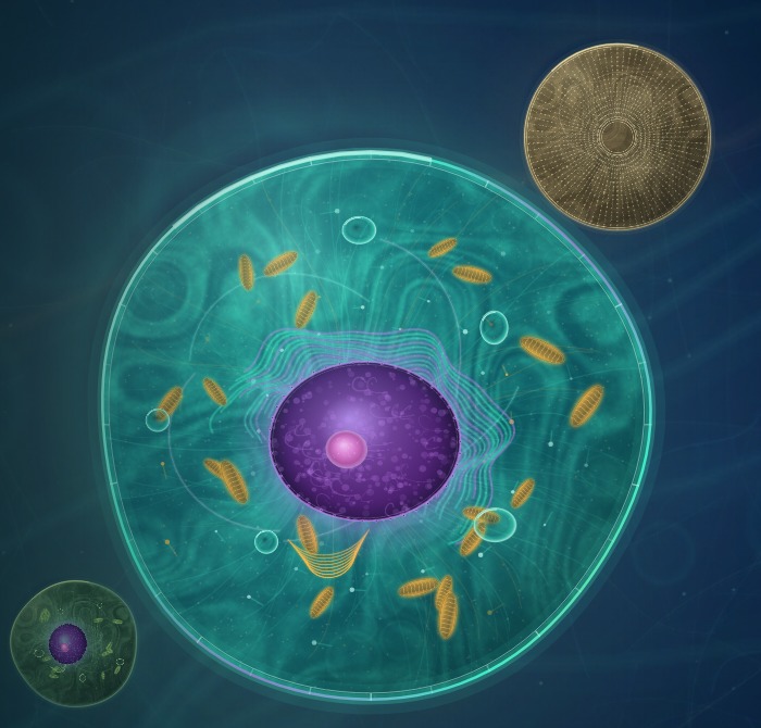 Translucent living cell with detailed organelles and a golden diatom